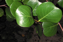 Leaves-of-Cocoplum