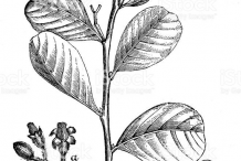 Plant-Illustration-of-Cocoplum