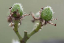 Shaggy,-hairy-ovaries-of-Cocoplum