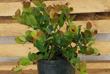 Small-Cocoplum-plant