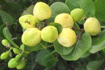Unripe-Cocoplum