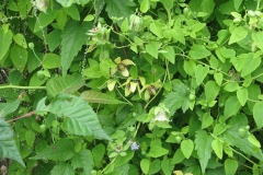 Codonopsis-plant