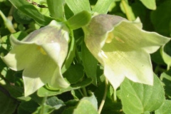 Flower-of-Codonopsis