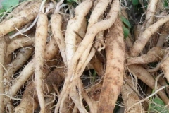 Fresh-root-of-Codonopsis