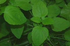 Leaves-of-Codonopsis