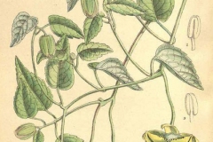 Plant-Illustration-of-Codonopsis