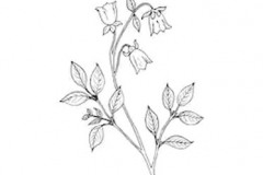 Sketch-of-Codonopsis