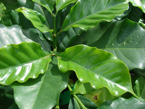 Leaves-of-Coffee-plant