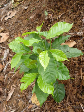 Small-Coffee-Plant