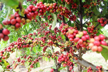 Coffee-Farming