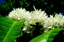 Flower-of-Coffee-plant