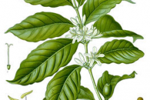 Plant-Illustration-of-Coffee
