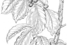 Sketch-of-Coffee-Plant