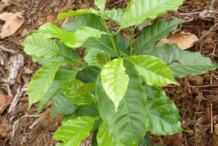 Small-Coffee-Plant