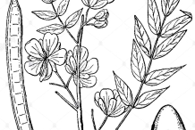 Sketch-of-Coffee-Senna