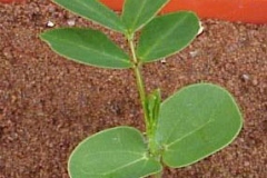 Coffee-Senna-Saplings