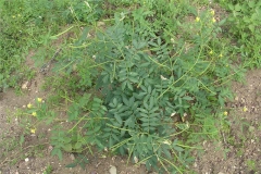 Coffee-Senna-plant