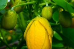 Flowering-buds-of-Coffee-Senna