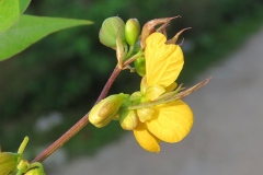 Flowers-of-Coffee-Senna