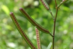 Immature-fruits-of-Coffee-Senna