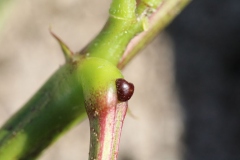 Leaf-gland-of-Coffee-Senna