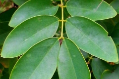 Leaves-of-Coffee-Senna