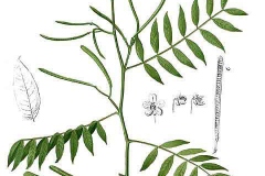 Plant-Illustration-of-Coffee-Senna