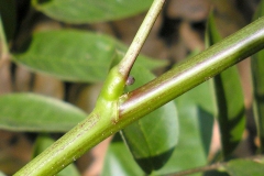 Stem-of-Coffee-Senna