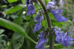 Closer-view-of-Flowers-of-Coleus-forskohlii