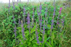 Coleus-forskohlii-Plant-growing-wild