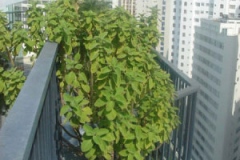 Coleus-forskohlii-Plant