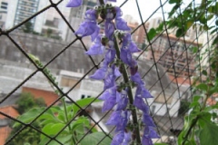 Flower-of-Coleus-forskohlii
