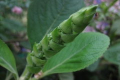 Flowering-buds-of-Coleus-forskohlii