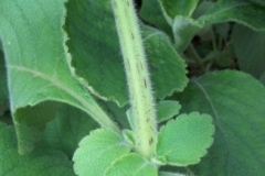 Hairy-Stem-of-Coleus-forskohlii