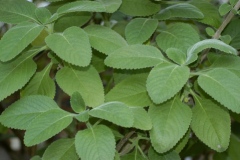 Leaves-of-Coleus-forskohlii