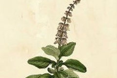 Plant-illustration-of-Coleus-forskohlii