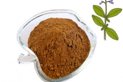 Root-Extract-of-Coleus-forskohlii