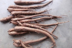 Roots-of-Coleus-forskohlii