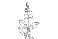 Sketch-of-Coleus-forskohlii