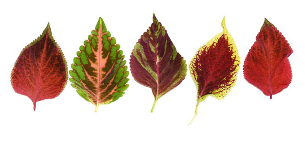 Different-colored-leaves-of-Coleus