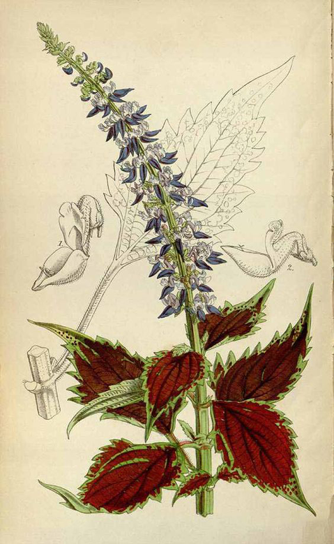 Plant-Illustration-of-Coleus