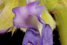 Closer-view-of-flower-of-Coleus
