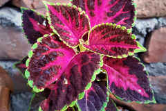 Coleus-plant-grown-on-pot
