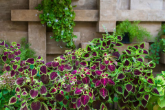 Coleus-plant