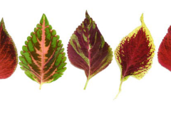 Different-colored-leaves-of-Coleus