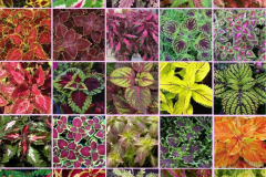 Different-varieties-of-Coleus