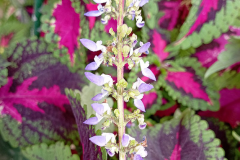 Flowers-of-Coleus