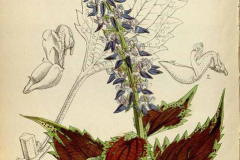 Plant-Illustration-of-Coleus
