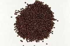 Seeds-of-Coleus