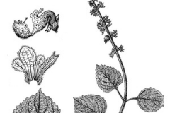 Sketch-of-Coleus